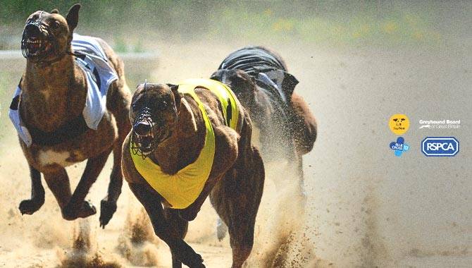 rspca dogs trust blue cross greyhound racing gambling insider web imag