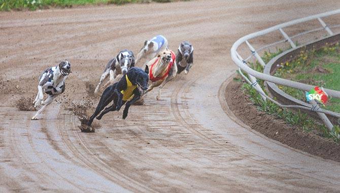 sky world racing greyhound gambling insider web image